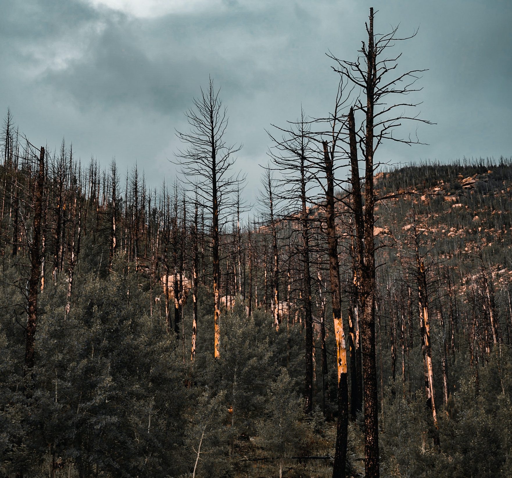 How to protect forests from wildfires?